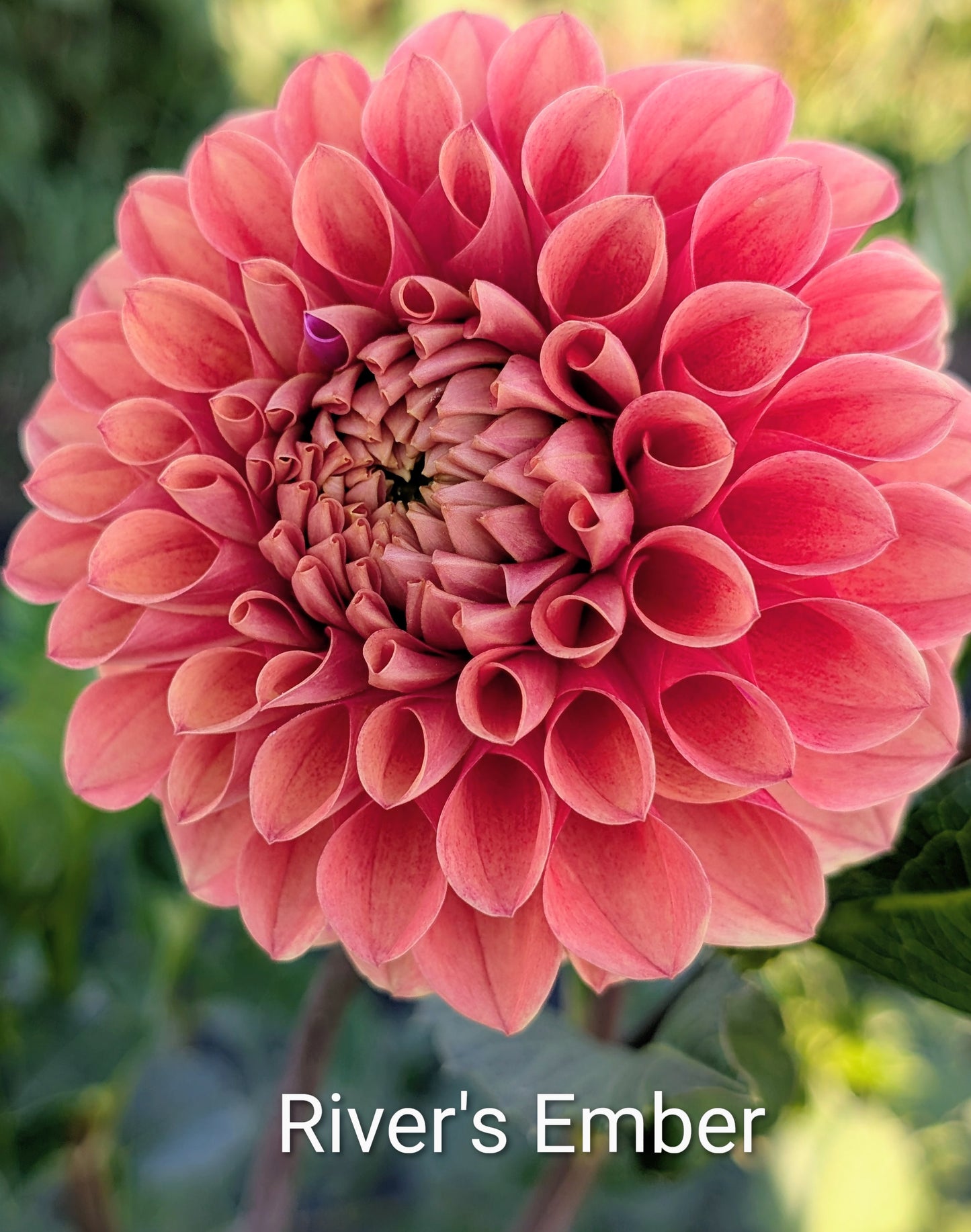 River's Ember dahlia tuber