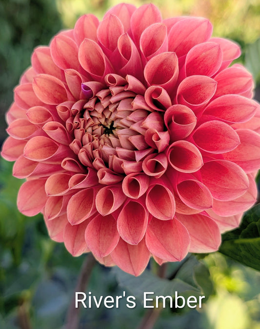 River's Ember dahlia tuber