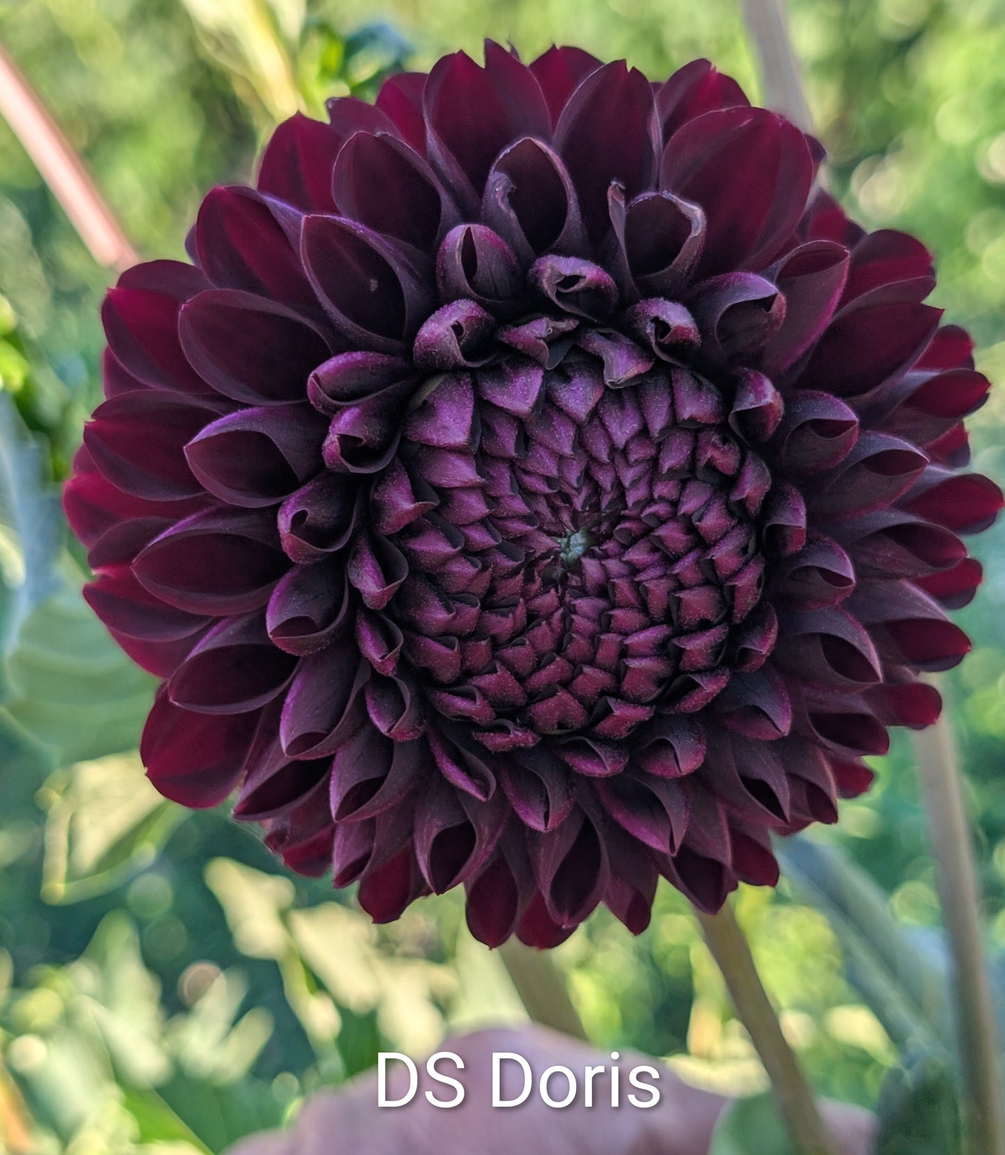 DS Doris dahlia tuber
