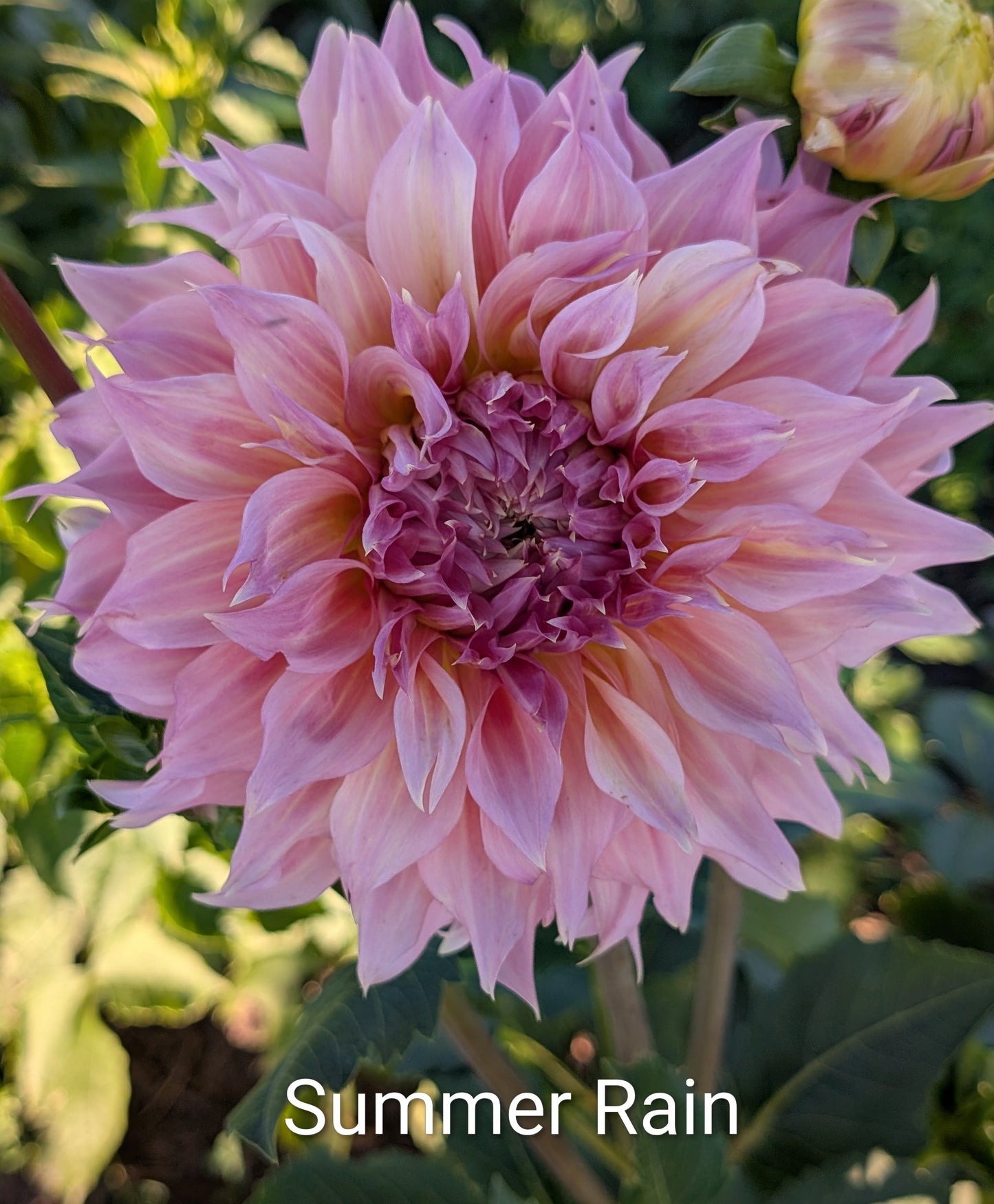 Summer Rain dahlia tuber