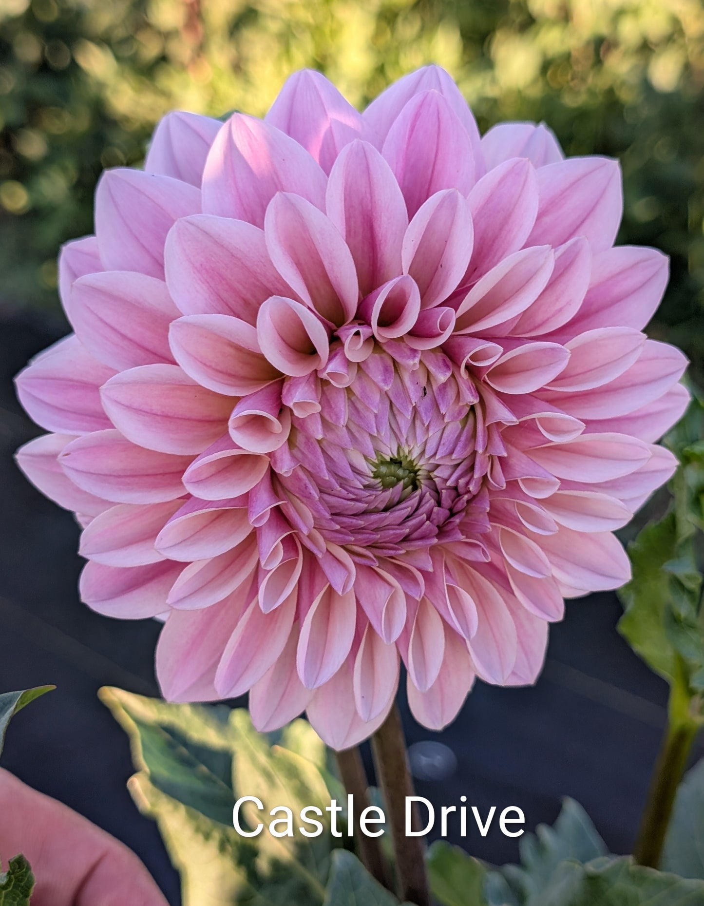 Castle Drive dahlia tuber