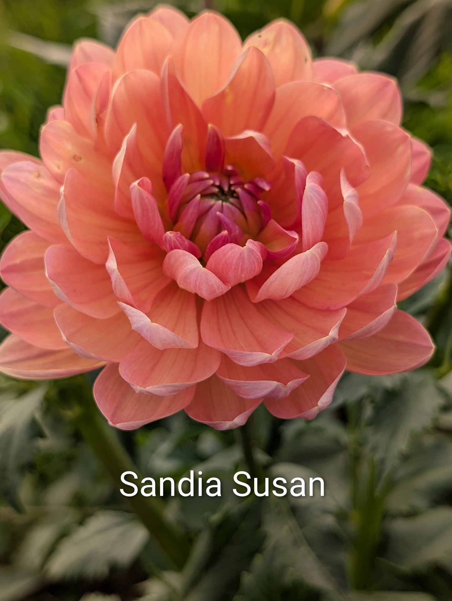 Sandia Susan dahlia tuber