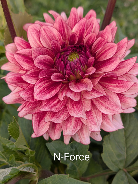 N-Force dahlia tuber