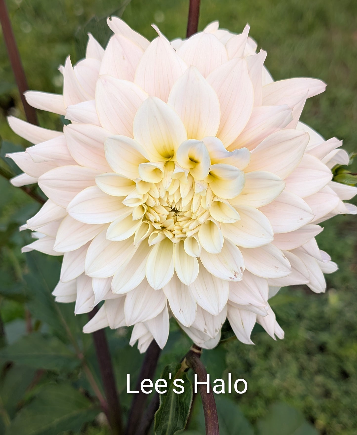 Lee's Halo dahlia tuber