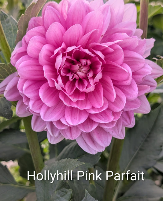 Hollyhill Pink Parfait dahlia tuber