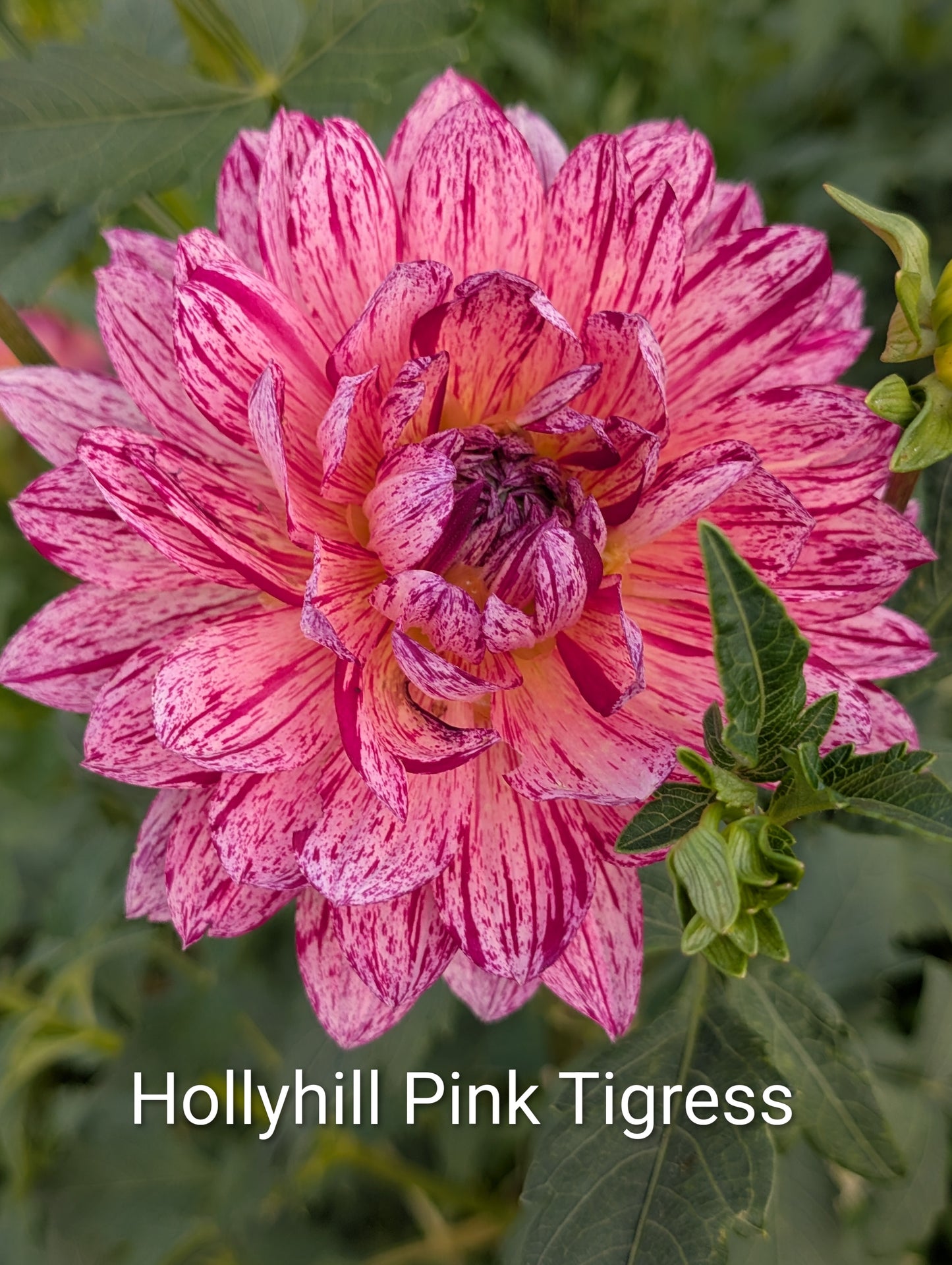 Hollyhill Pink Tigress dahlia tuber