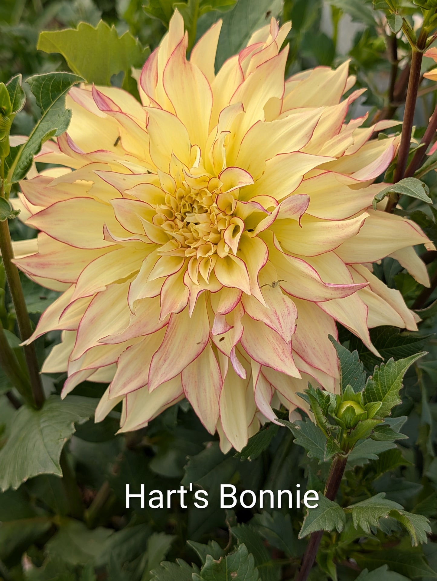 Hart's Bonnie dahlia tuber