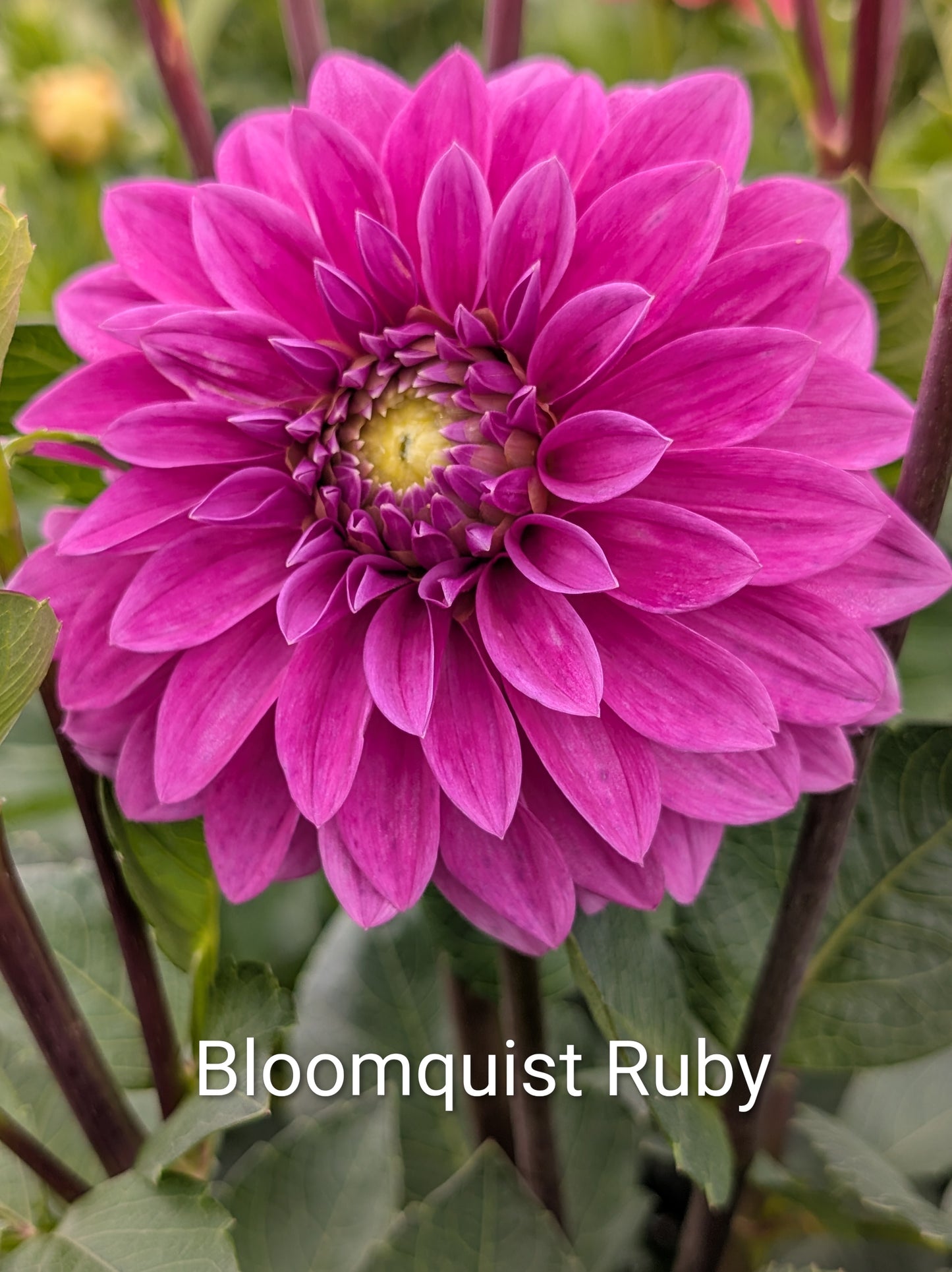 Bloomquist Ruby dahlia tuber