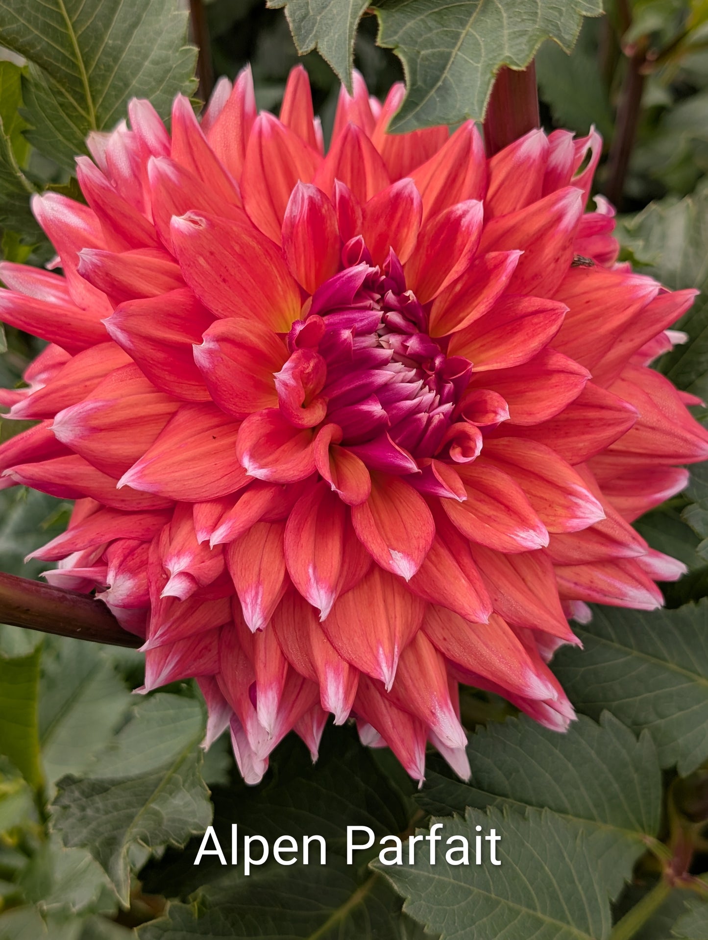Alpen Parfait dahlia tuber