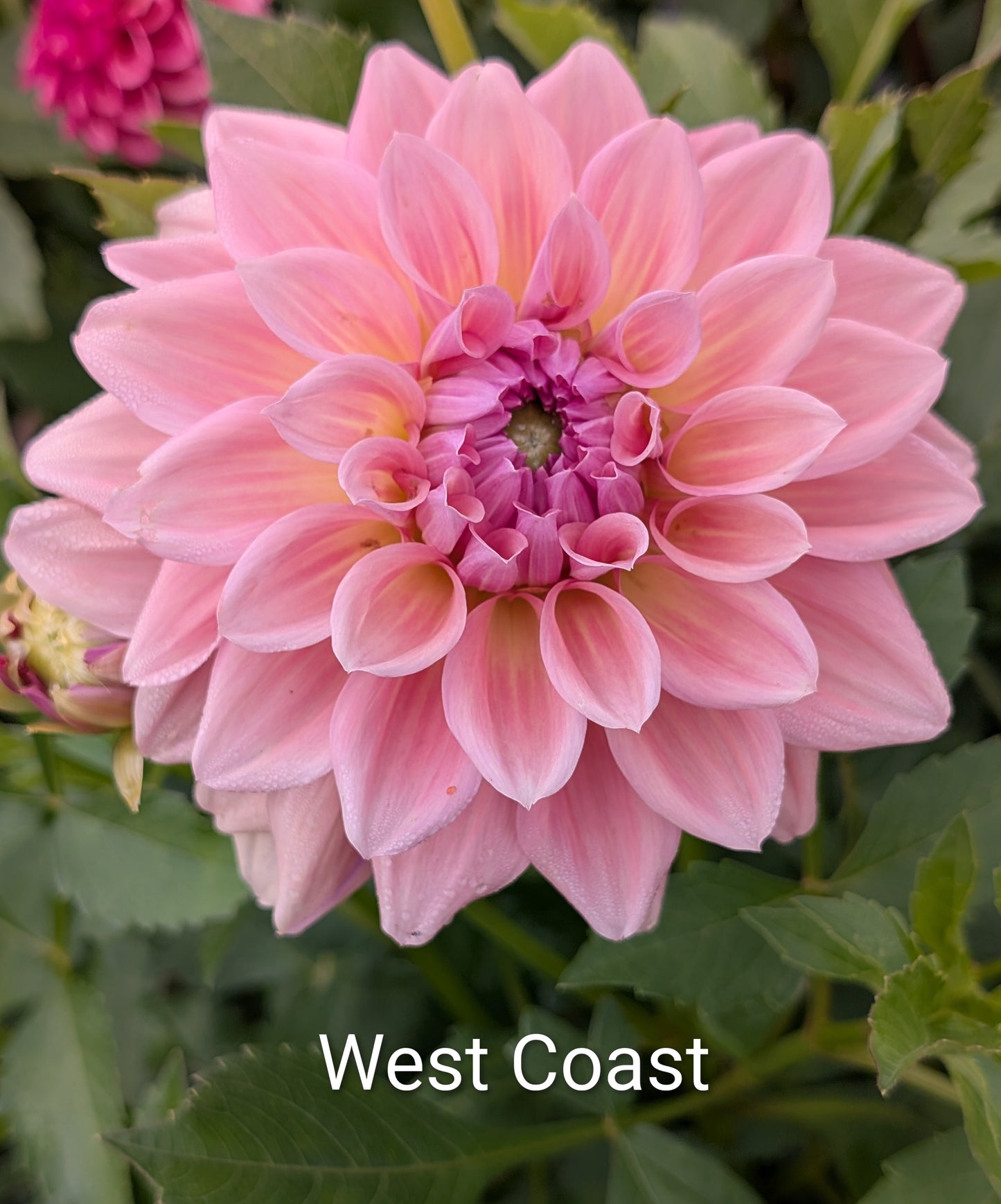 West Coast dahlia tuber