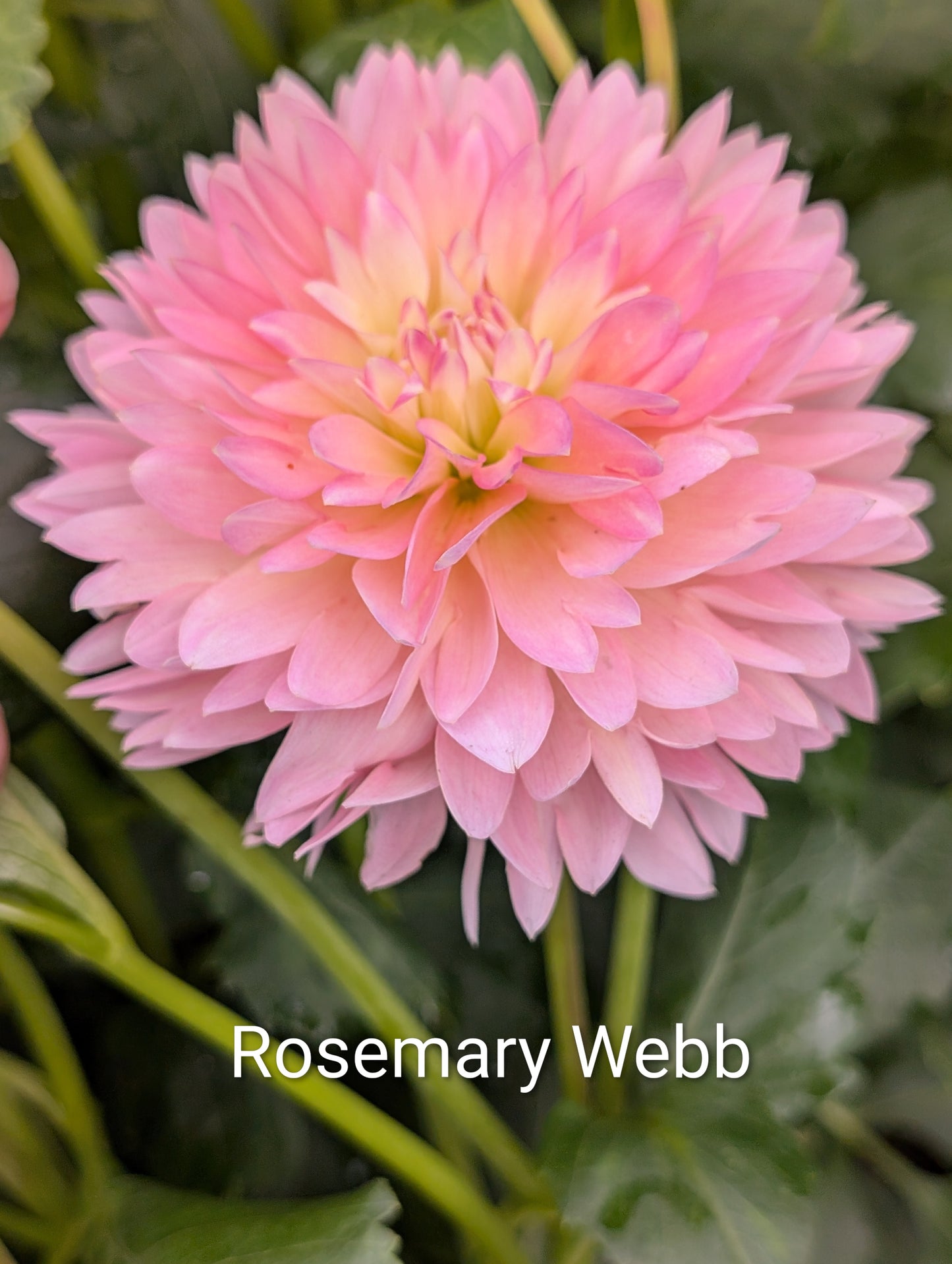 Rosemary Webb dahlia tuber