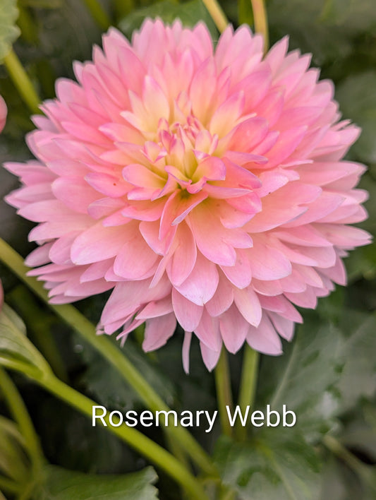 Rosemary Webb dahlia tuber