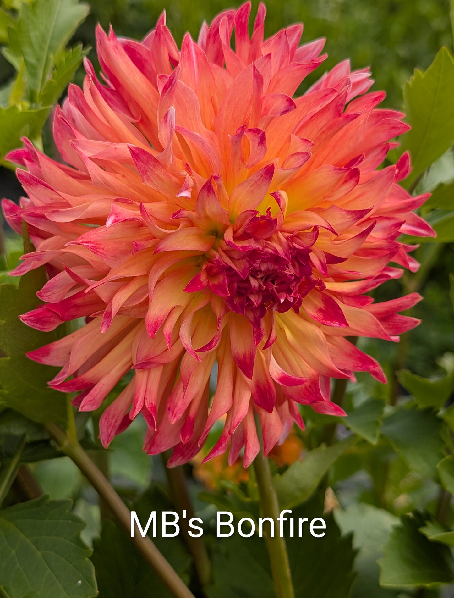 MB's Bonfire dahlia tuber