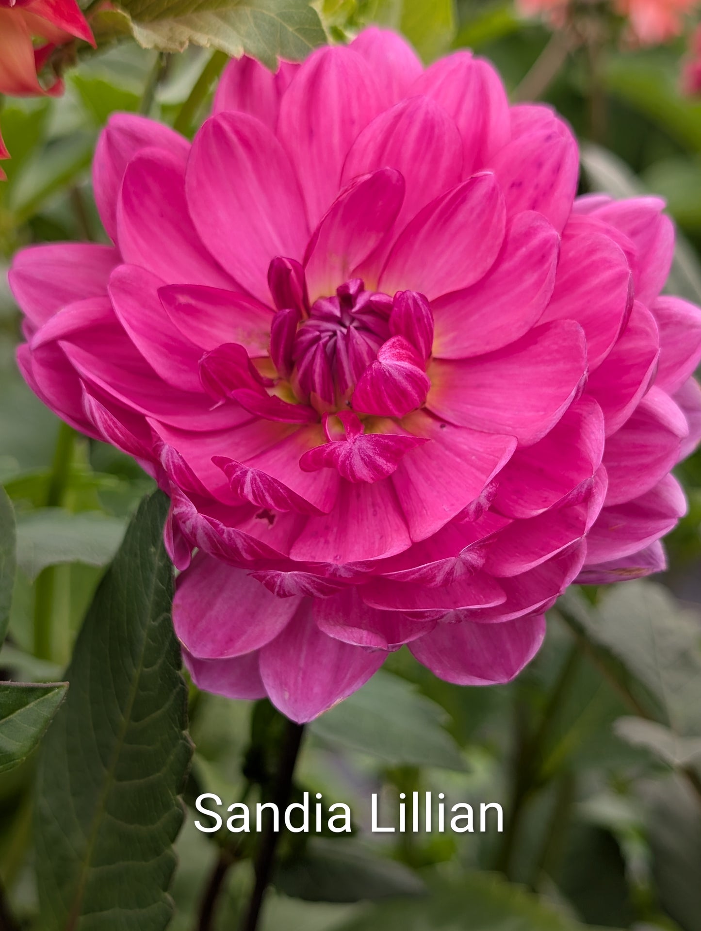 Sandia Lillian dahlia tuber