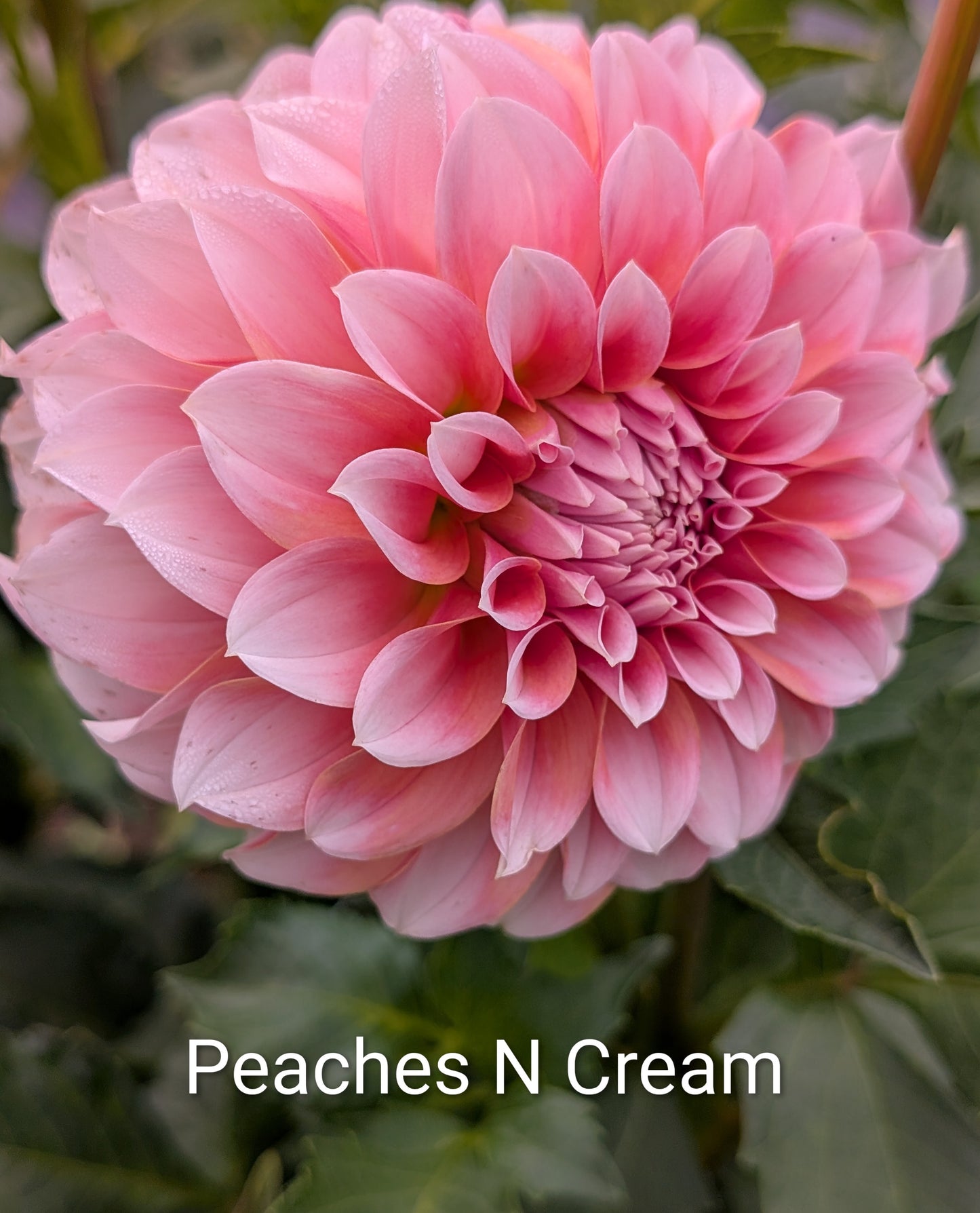 Peaches N Cream dahlia tuber