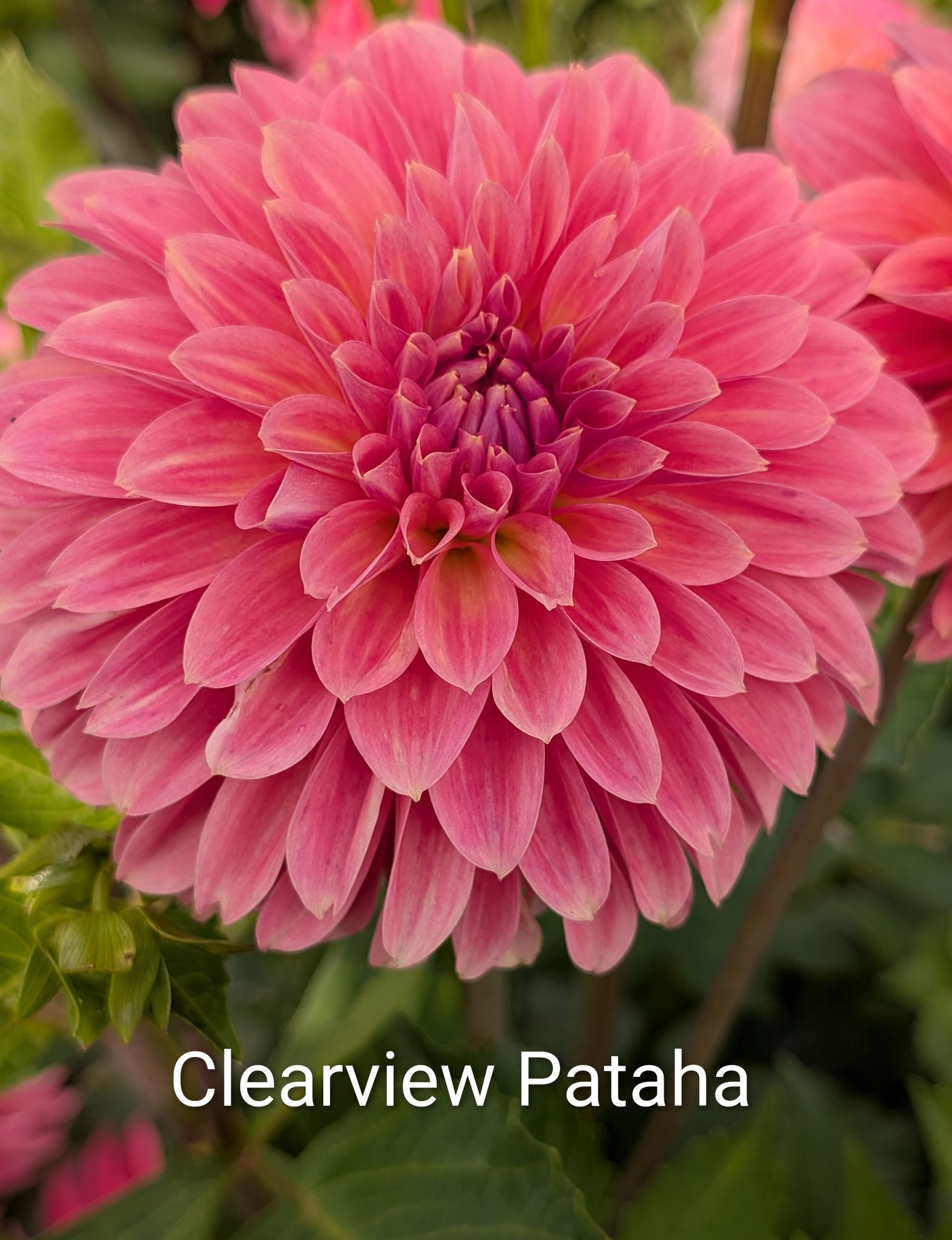 Clearview Pataha dahlia tuber