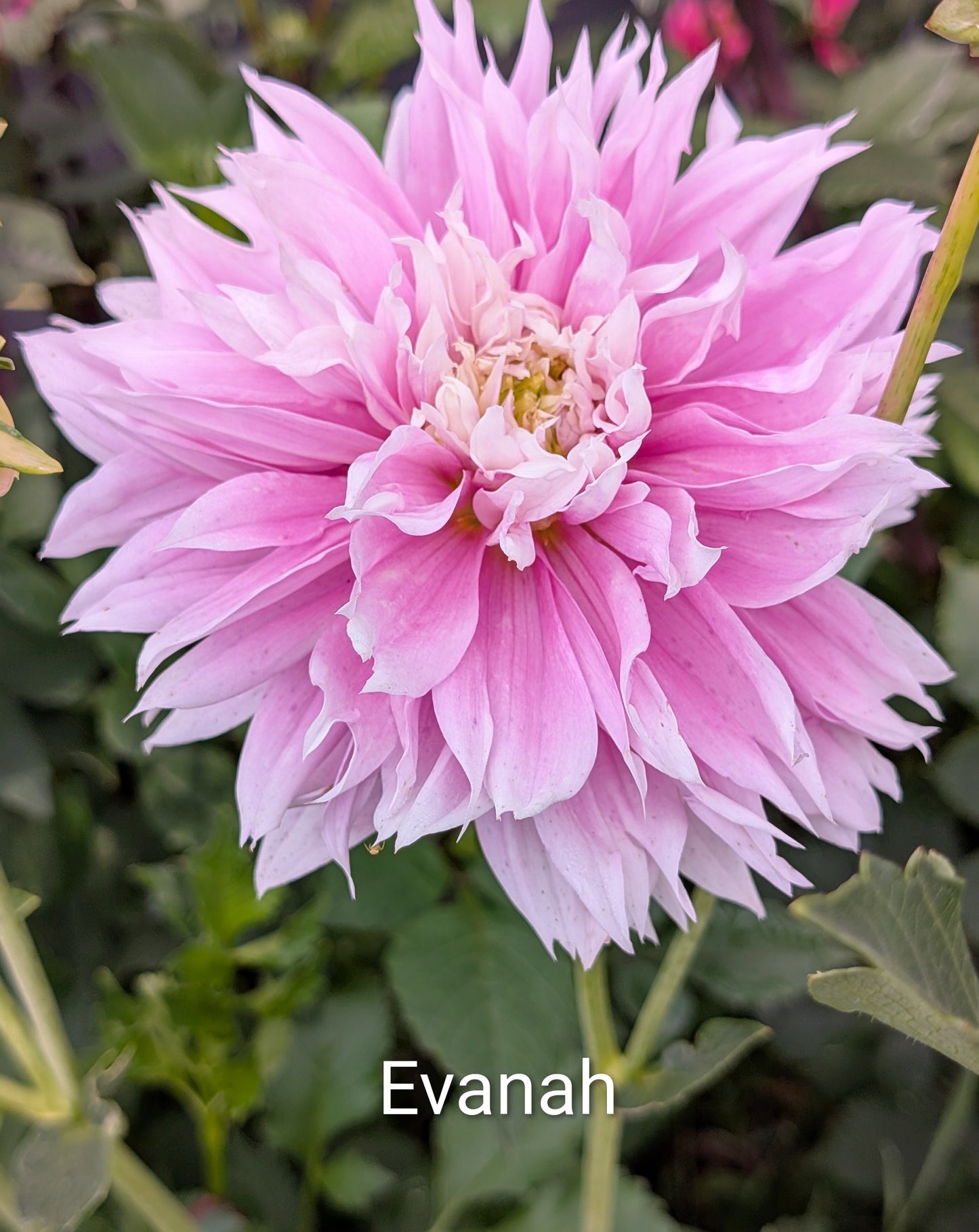 Evanah dahlia tuber