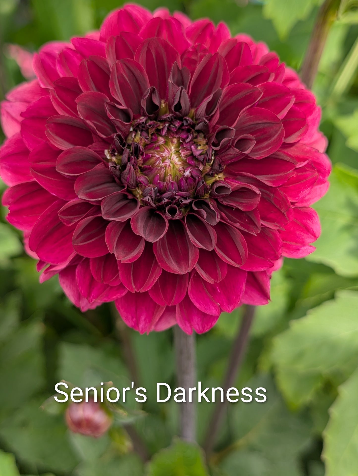 Senior's Darkness dahlia tuber