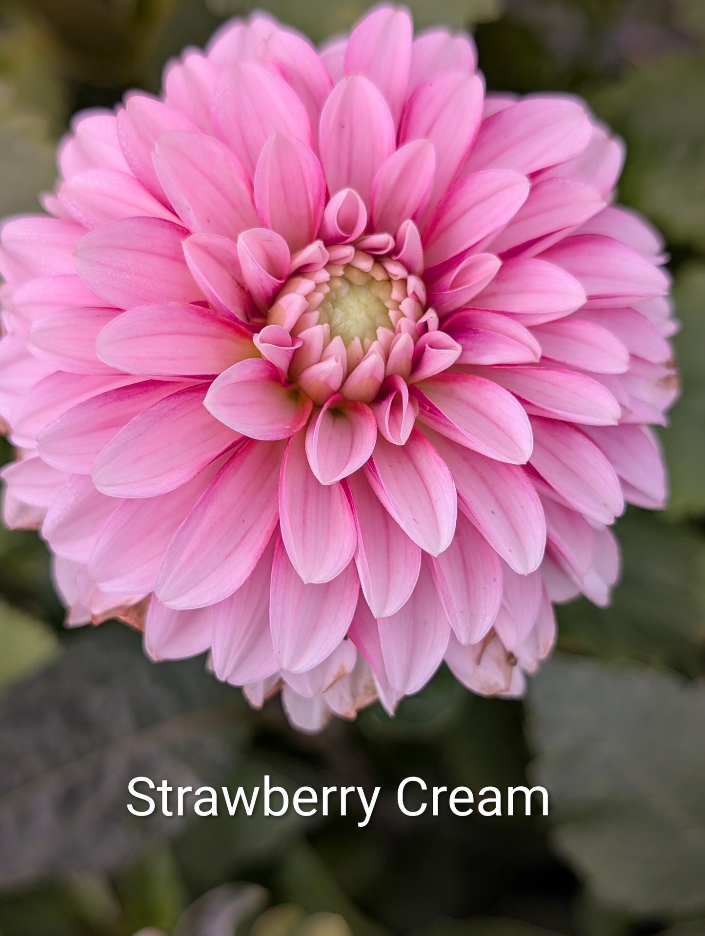 Strawberry Cream dahlia tuber