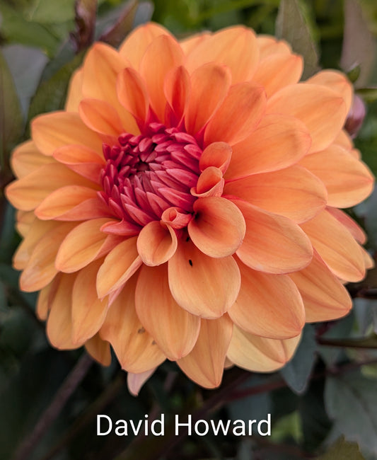 David Howard dahlia tuber
