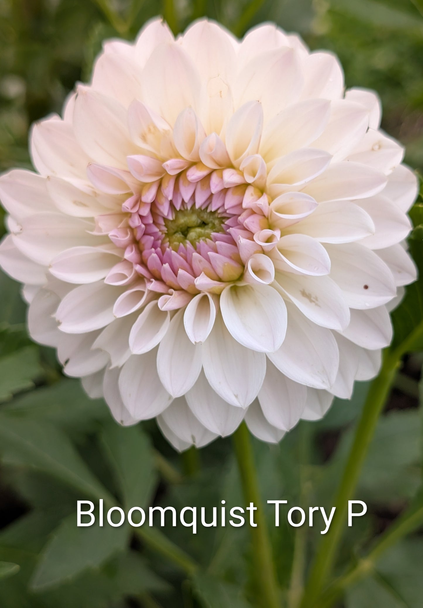 Bloomquist Tory P dahlia tuber