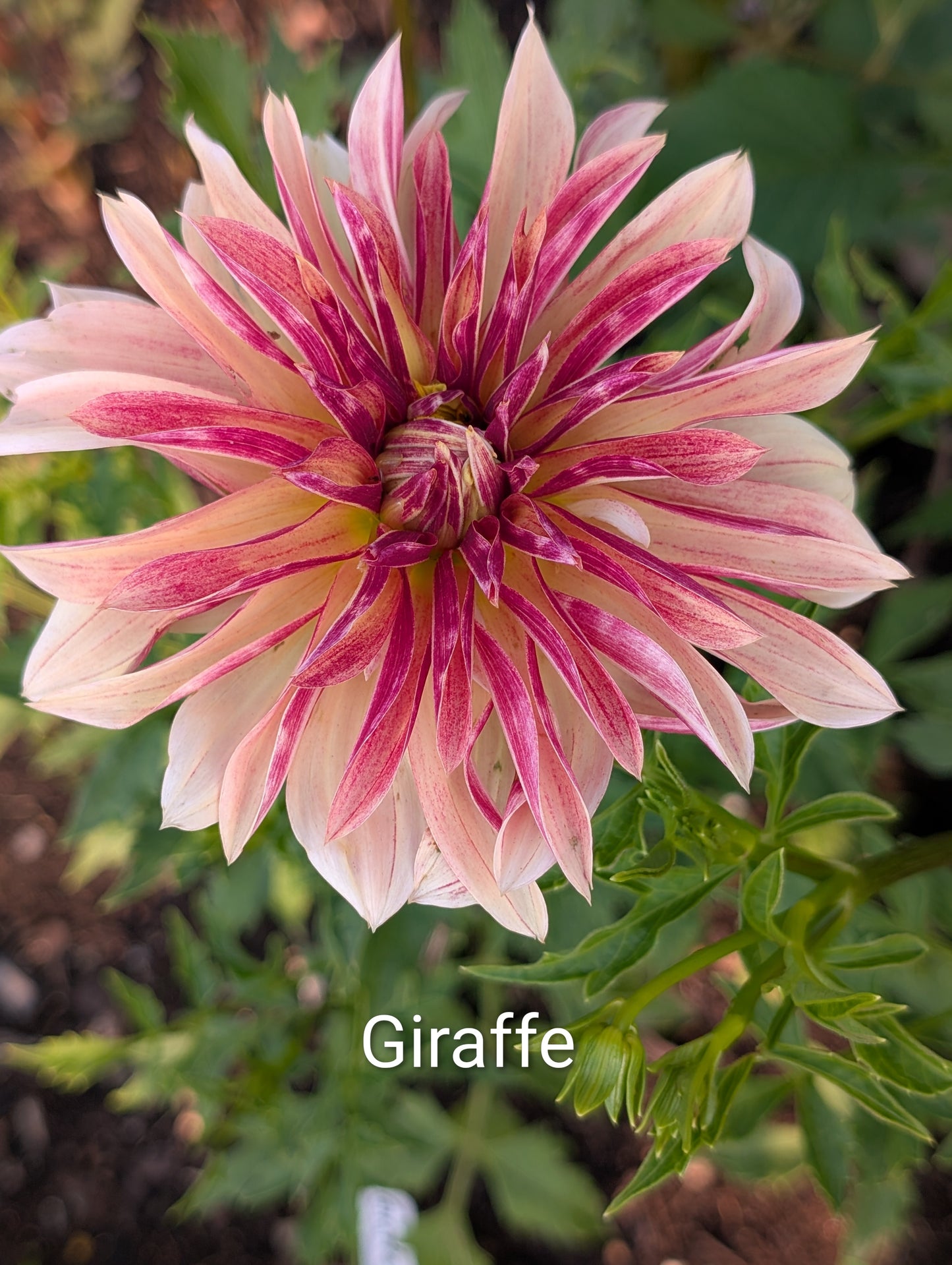 Giraffe dahlia tuber