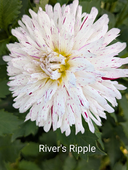 River's Ripple dahlia tuber