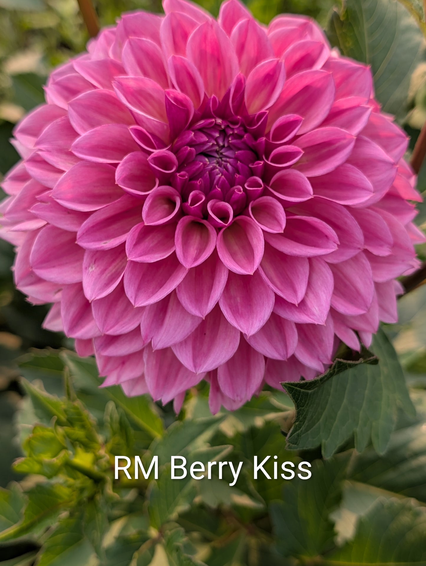 RM Berry Kiss dahlia tuber