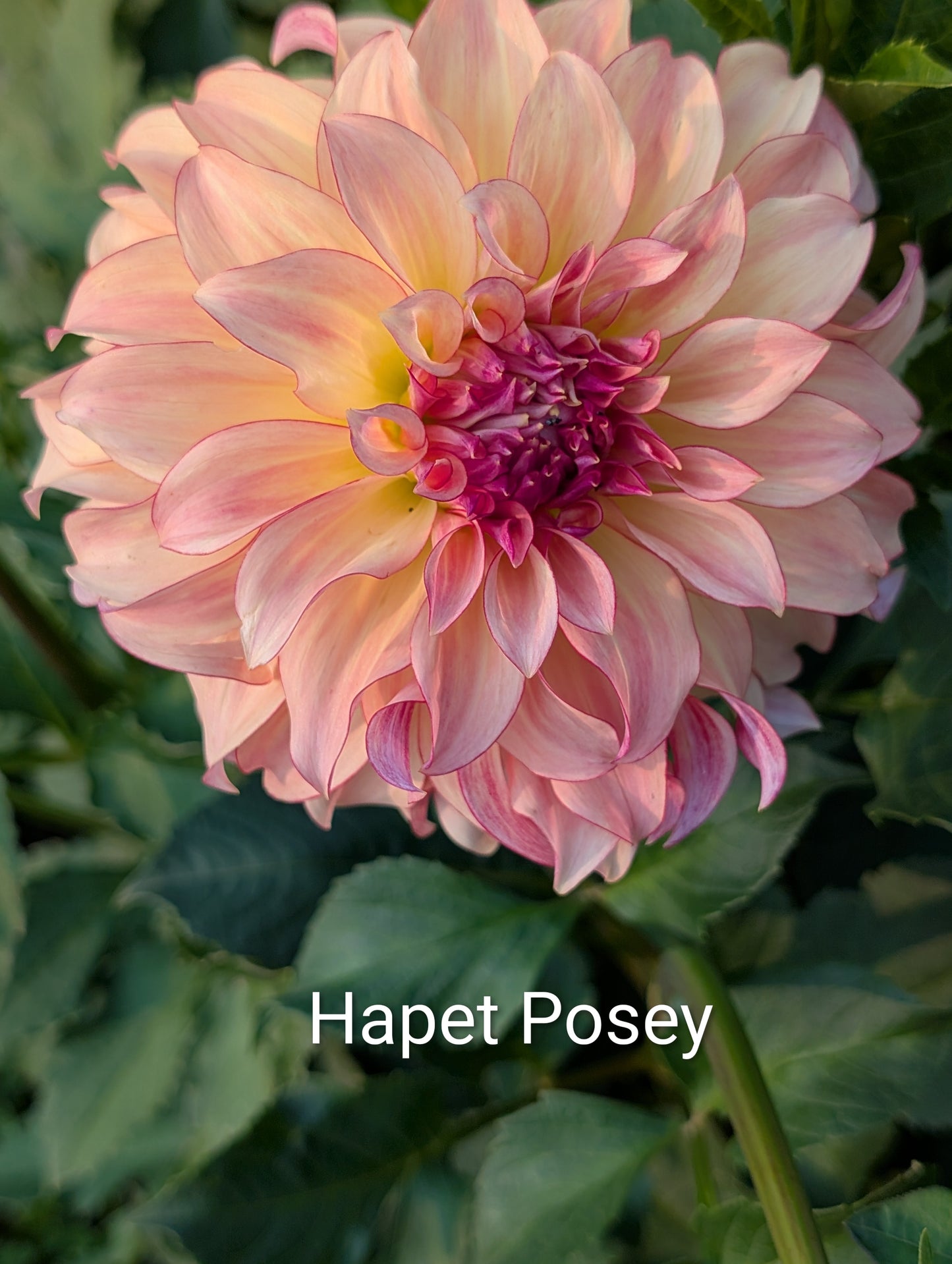 Hapet Posie dahlia tuber