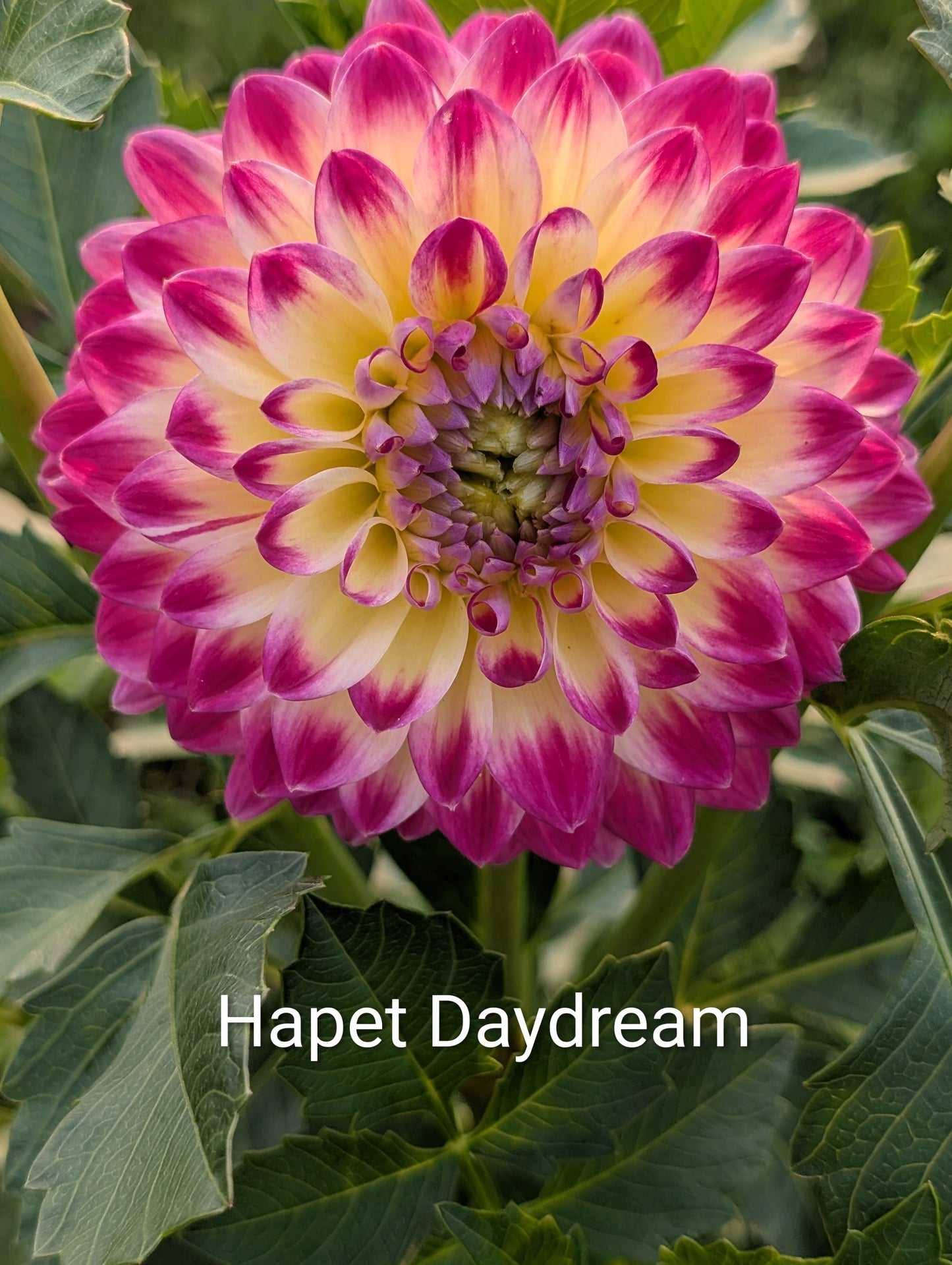 Hapet Daydream dahlia tuber