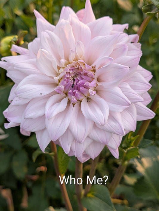 Who Me? dahlia tuber