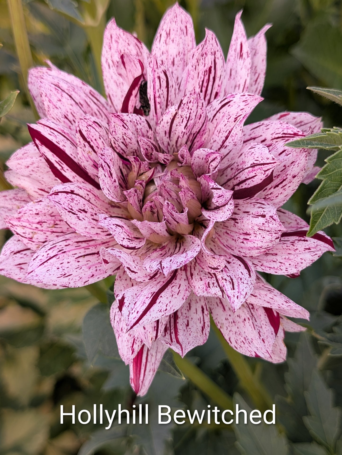 Hollyhill Bewitched dahlia tuber