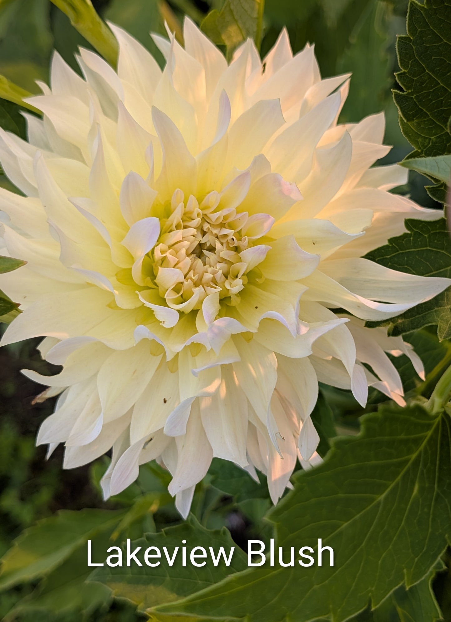 Lakeview Blush dahlia tuber