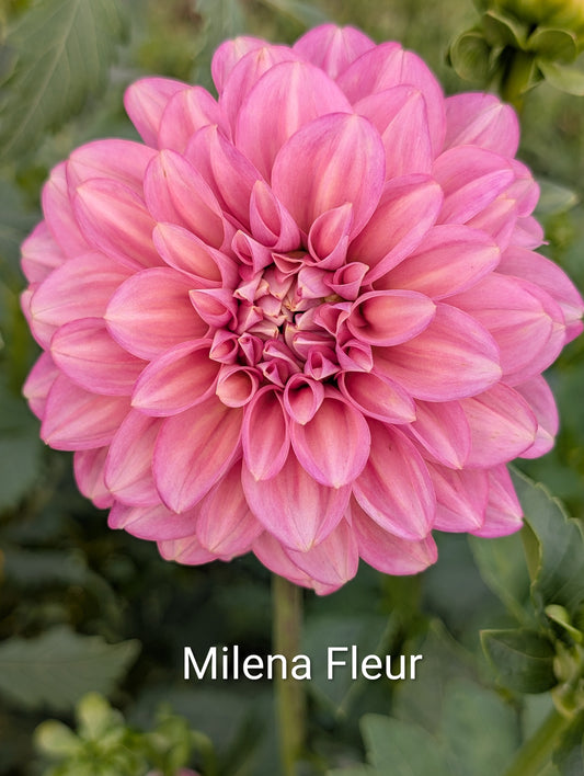 Milena Fleur dahlia tuber