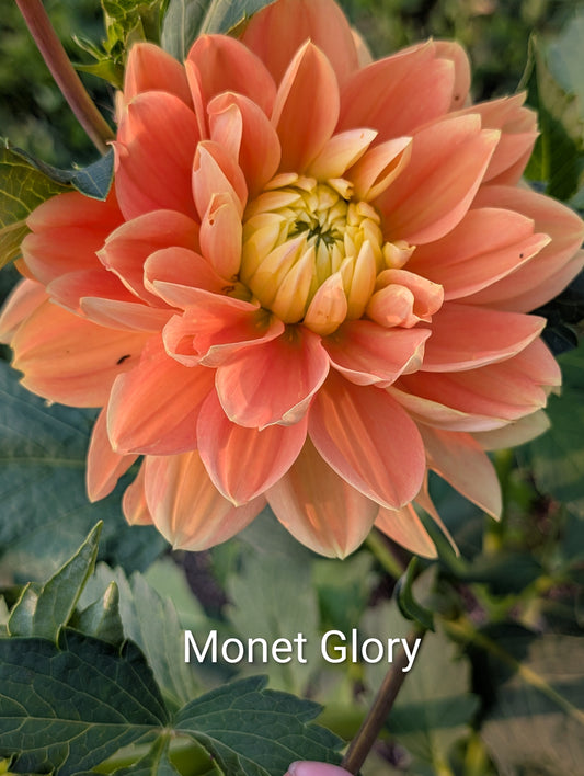 Money Glory dahlia tuber