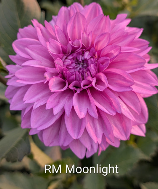 RM Moonlight dahlia tuber