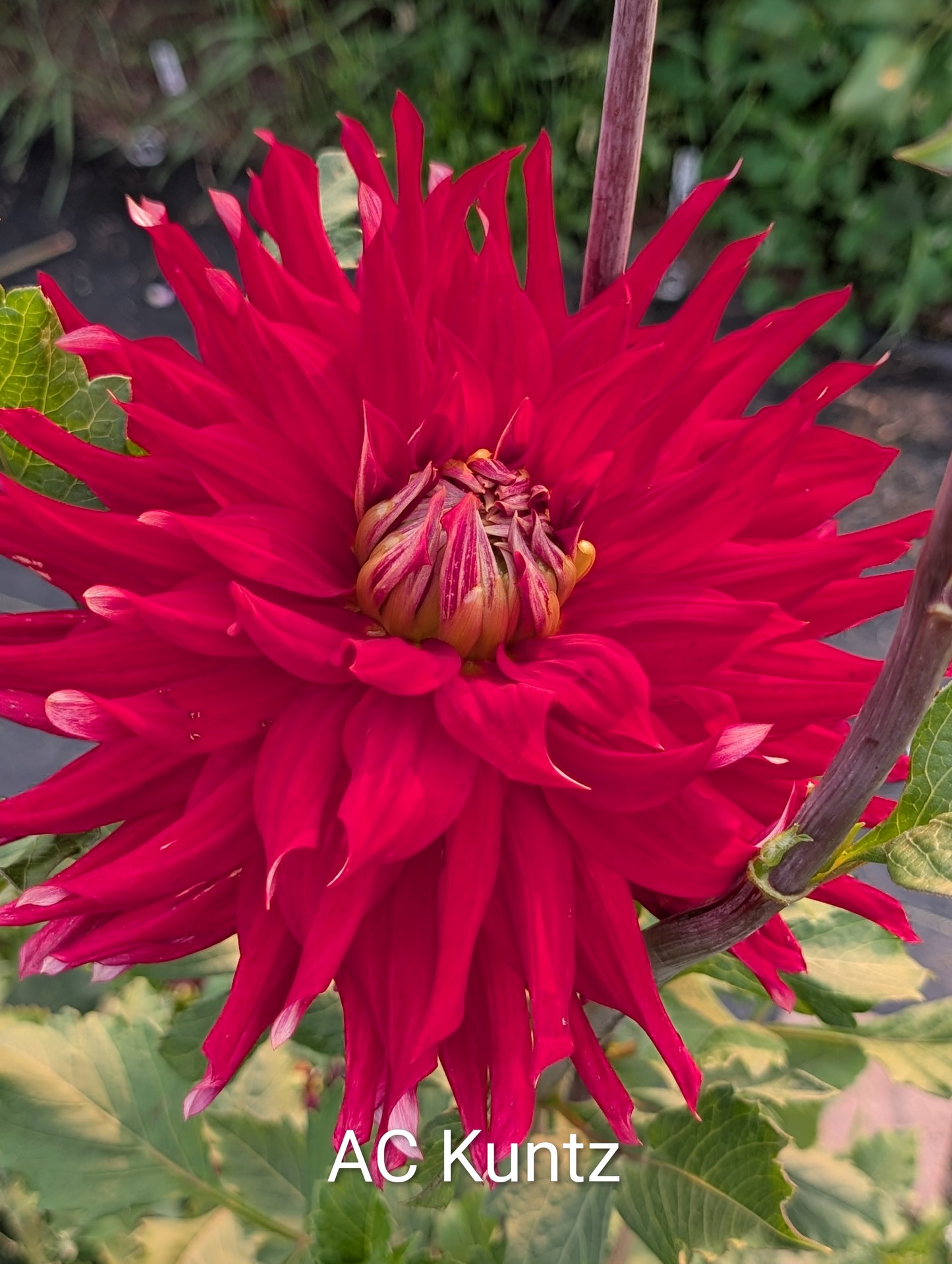 AC Kuntz dahlia tuber