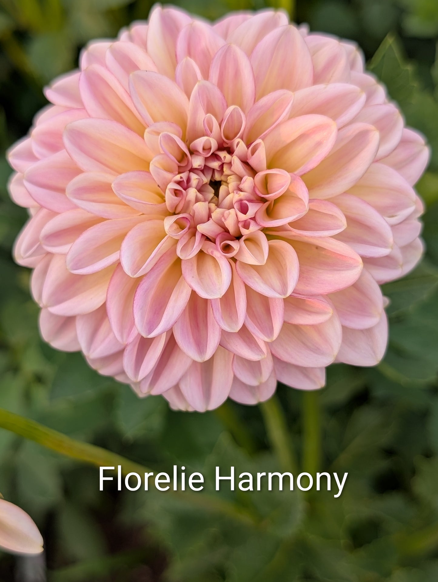 Florelie Harmony dahlia tuber