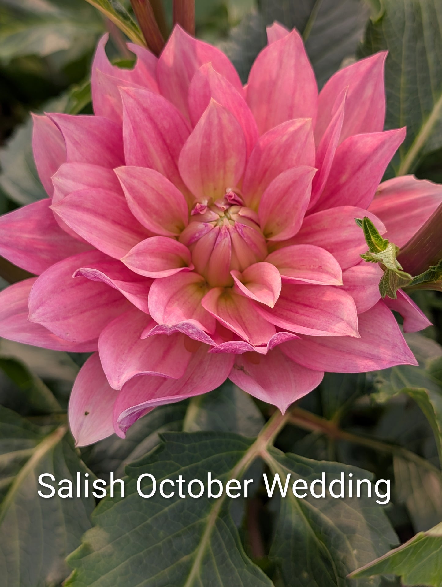 Salish October Wedding dahlia tuber