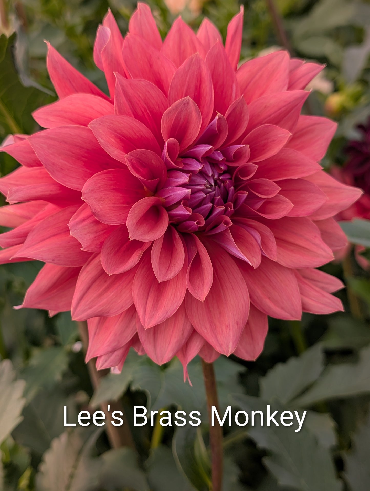 Lee's Brass Monkey dahlia tuber