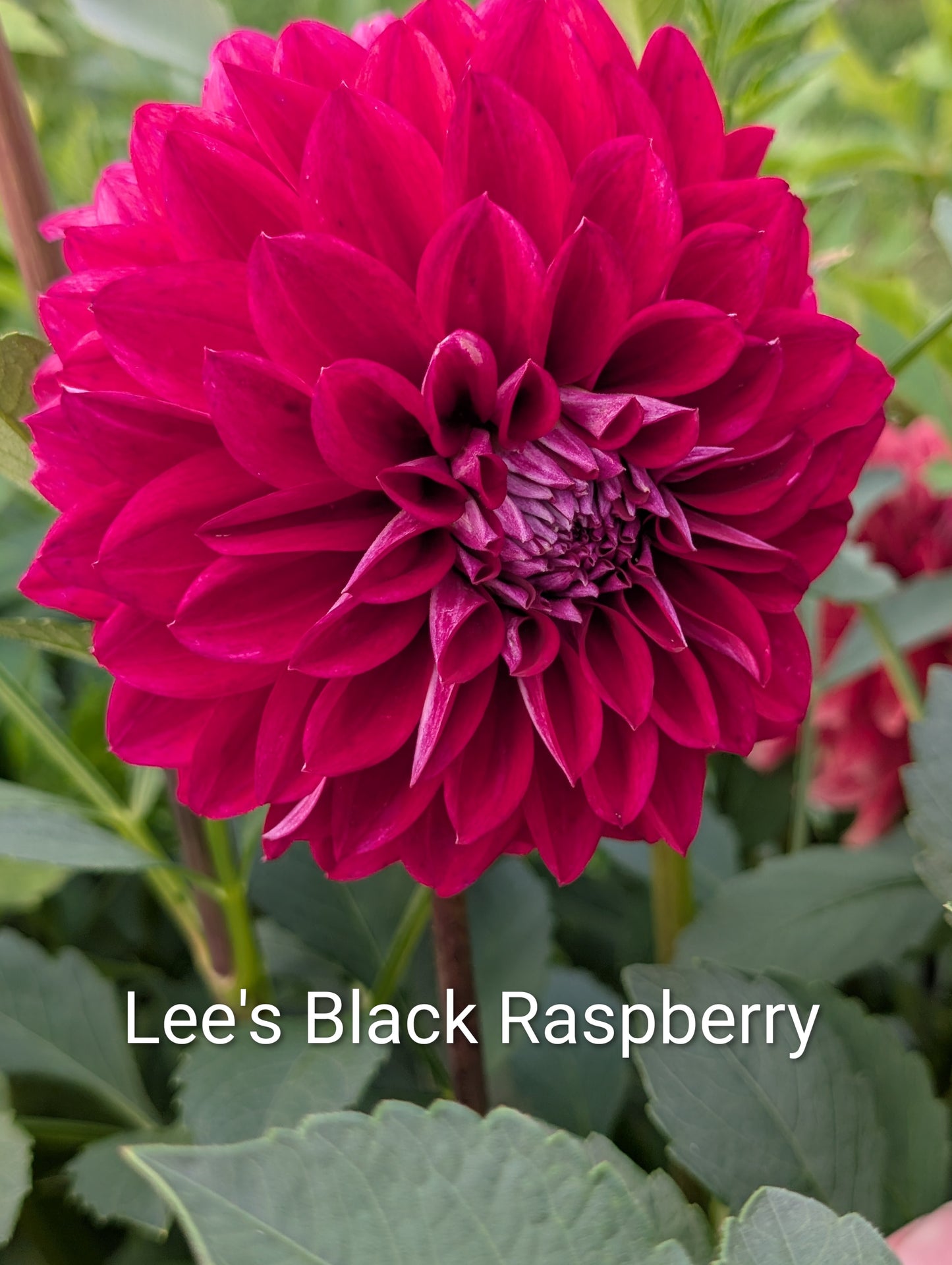 Lee's Black Raspberry dahlia tuber