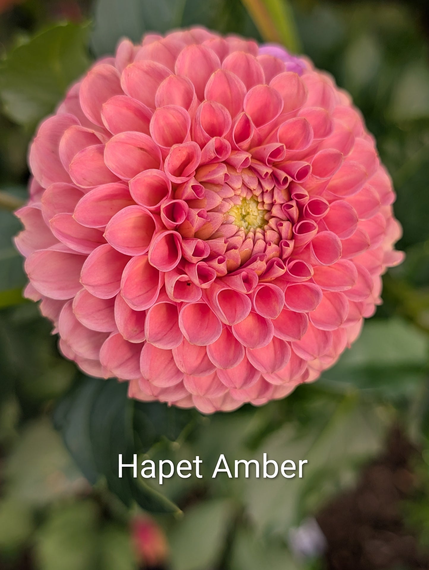 Hapet Amber dahlia tuber