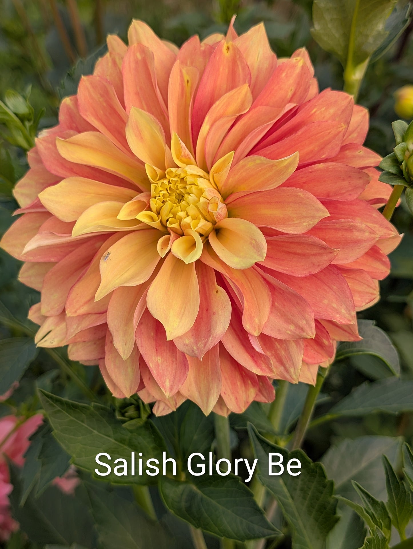 Salish Glory Be dahlia tuber