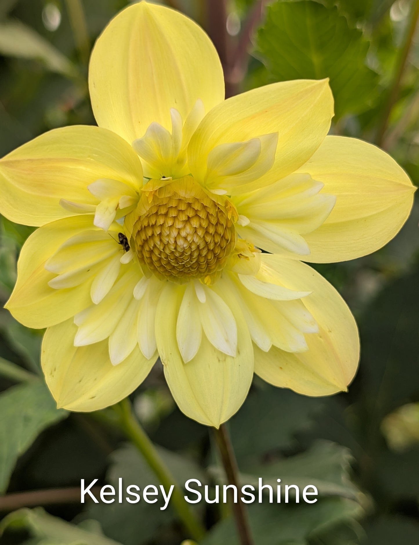 Kelsey Sunshine dahlia tuber