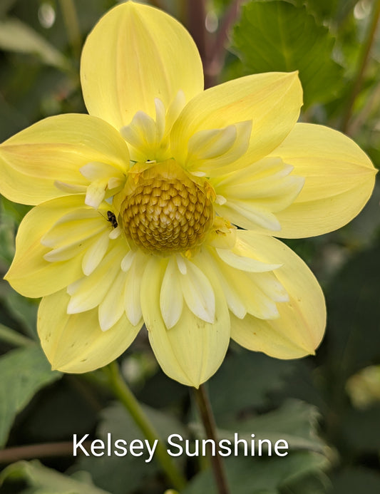 Kelsey Sunshine dahlia tuber