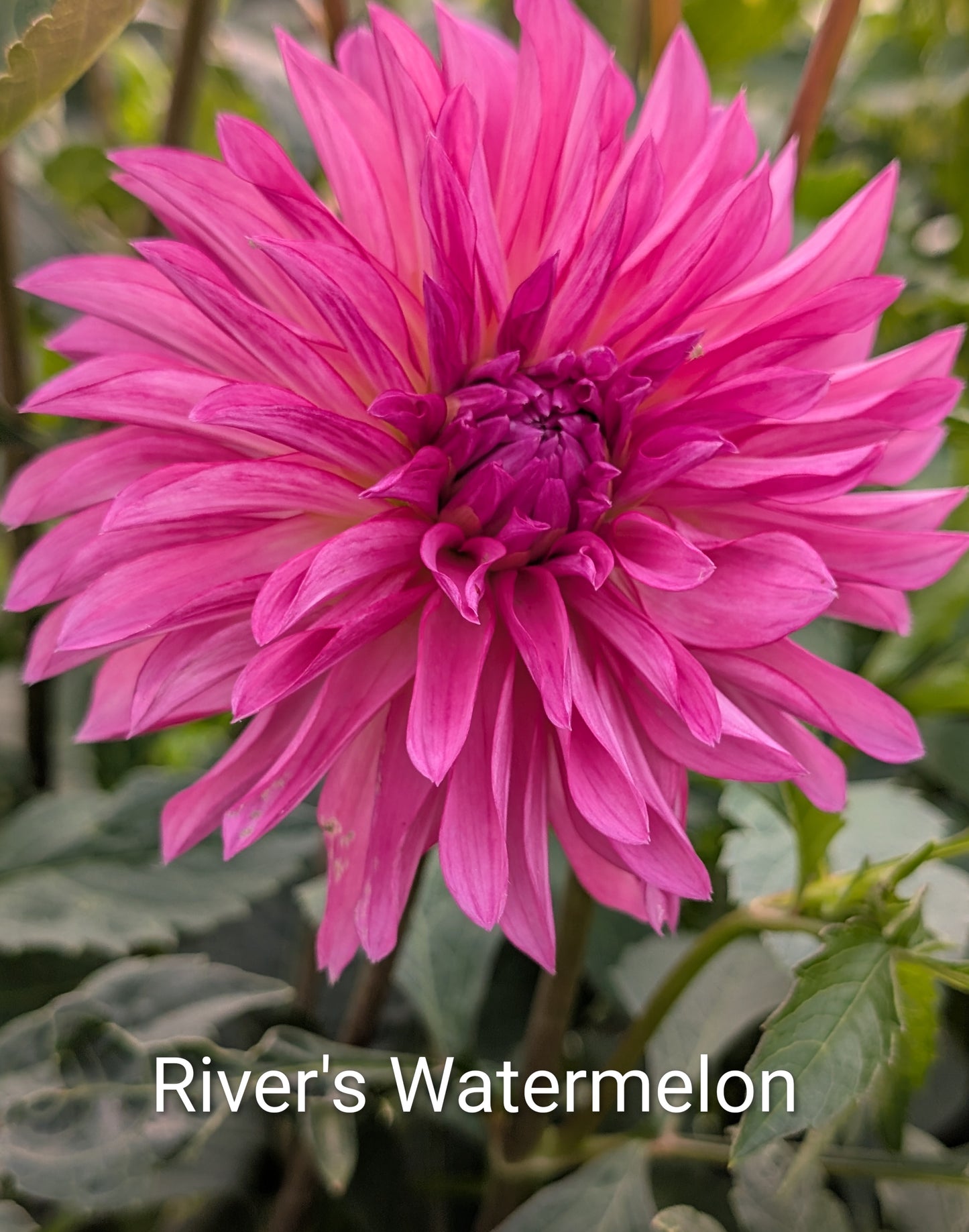 River's Watermelon dahlia tuber