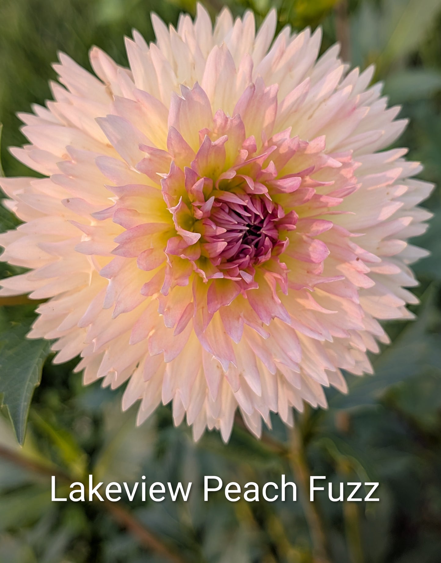 Lakeview Peach Fuzz dahlia tuber