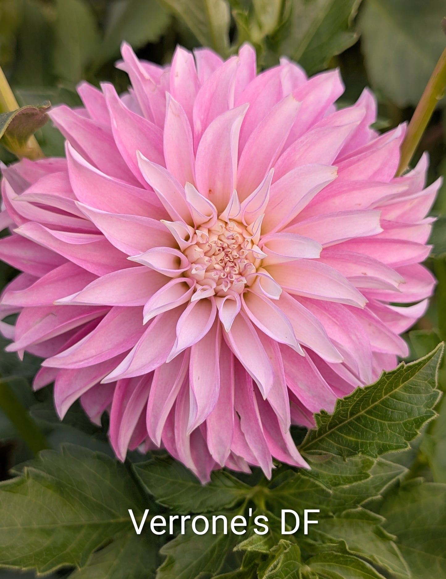 Verrone's DF dahlia tuber