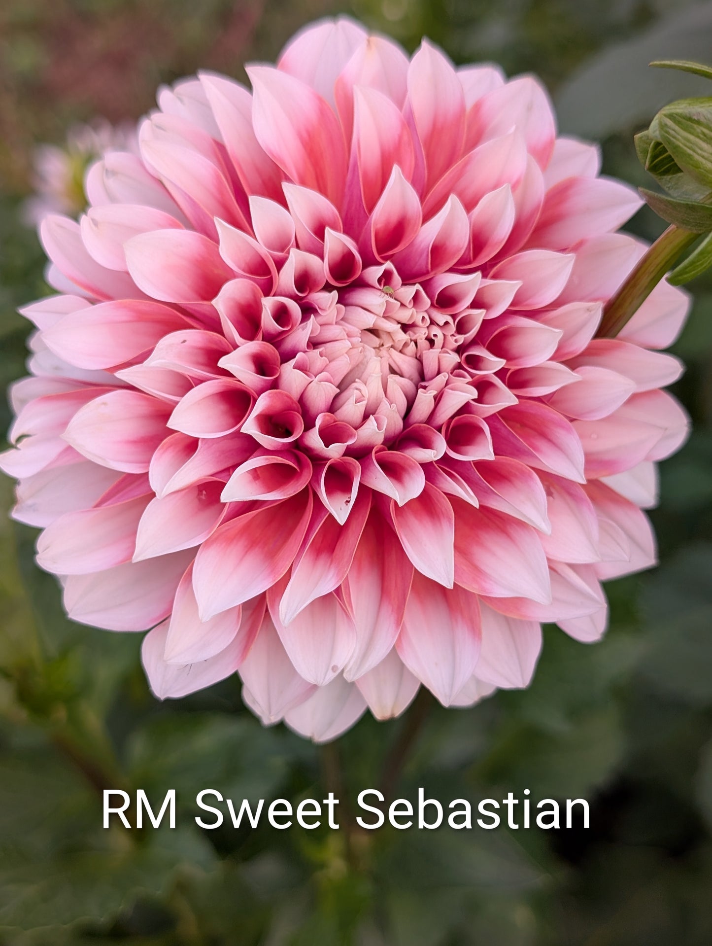 RM Sweet Sebastian dahlia tuber