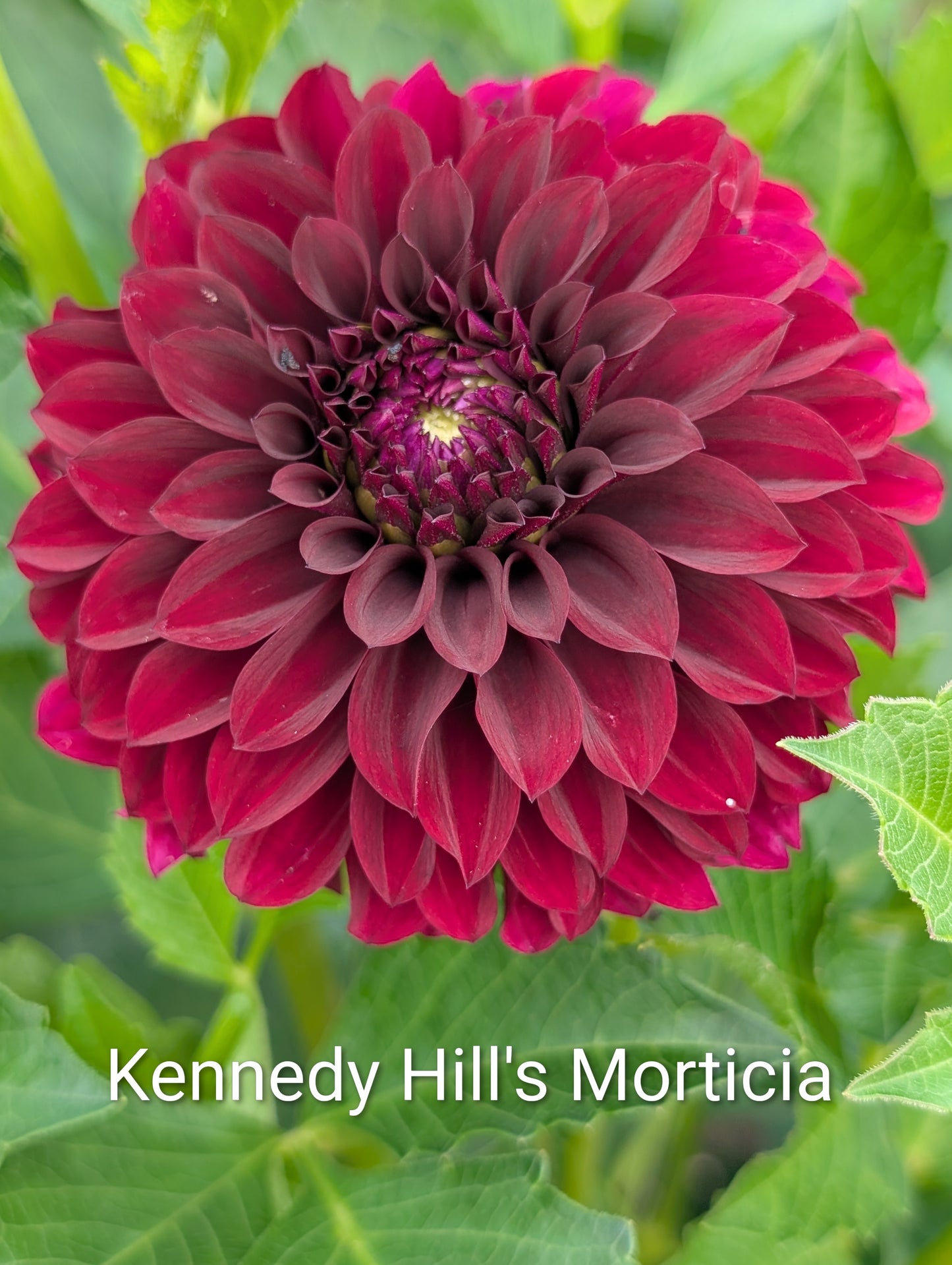 Kennedy Hill's Morticia dahlia tuber